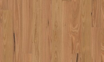 Blackbutt